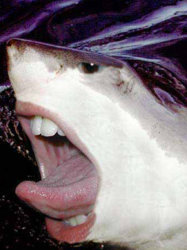 279123-shark-week.jpg