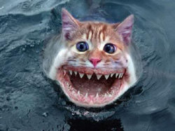 279086-shark-week.jpg