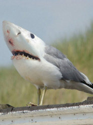 279065-shark-week.jpg