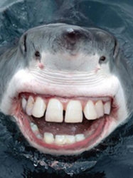 279062-shark-week.jpg
