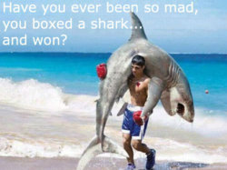 279050-shark-week.jpg