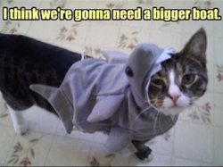 279010-shark-week.jpg