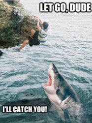 279002-shark-week.jpg