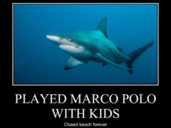 278958-shark-week.jpg