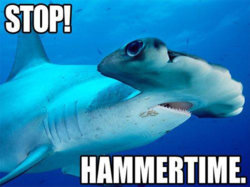 278853-shark-week.jpg