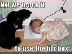 Funny-Cats-animal-humor-4172462-500-375.jpg