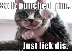 funny-cat-punches.jpg