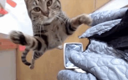 jumping-cat-gif-600.jpg
