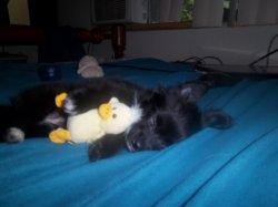 chewy and duck.jpg