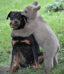 Bear and Rott.jpg