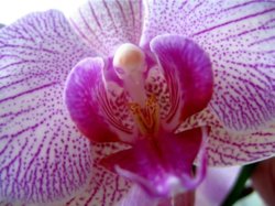 orchid_labia.jpg