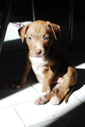 puppy.jpg