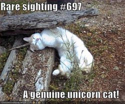 funny-pictures-you-have-found-the-rare-unicorn-cat.jpg