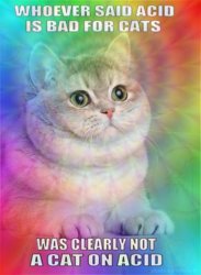 tumblr_m0uejwRM5Y1qzcamuo1_500.jpg