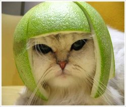 funny cat 3.jpg