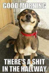 dogmorning.jpg