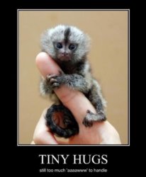 funny small hugs.jpg