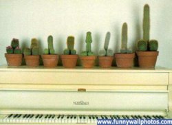 funny all sizes cacti.jpg