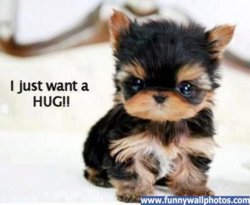 funny just a hug-dog.jpg