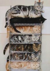 funny ca Because no one likes a disorganized pile of kitties.jpg