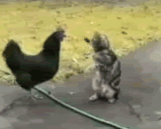 tumblr_m0arllNRZ51rpxgkao1_250.gif