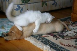 funny ca planking cat and dog.jpg