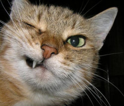0011346-cat-with-funny-face.jpg