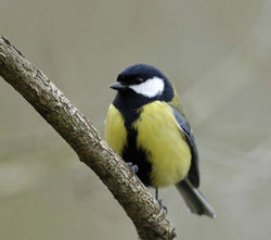 Great_Tit_0.jpg