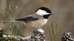 tit_bird_branch_sit_31795_1920x1080.jpg