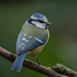 tit-bird.jpg