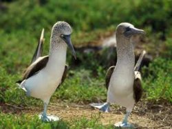niceboobies.jpg