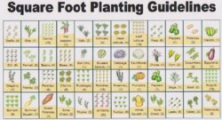 Square_Foot_Planting_Guide.jpg