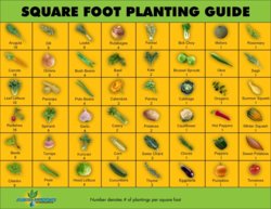 square-foot-gardening-a-garden-foreveryone_512ef41079aa0.jpg
