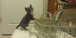 funny ki dishwasher kitty.jpg