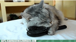 h33FDD655.gif