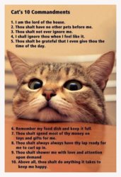 funny ca cat 10 commandments.jpg