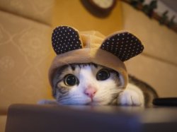 funny ca cutest cat in the world.jpg