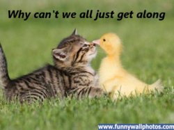 funny wwhy cant we all get along we-be-friends.jpg