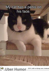 funny ca cat face penis.png