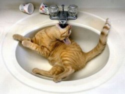 cat drinking.jpg