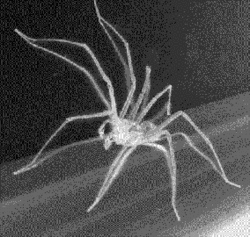 spiderbw.gif