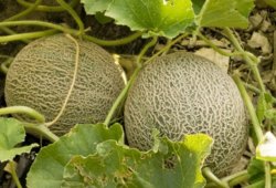 two-cantaloupes.jpg