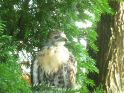 babyhawk.JPG