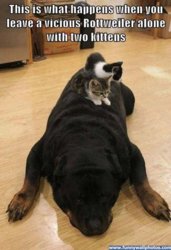 funny do vicious rottweiler.jpg