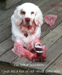 Dog_Shaming_14.jpg