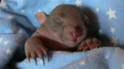 Shaved-wombat.jpg