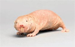 naked mole rat.jpg