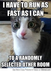 cat_logic_fail_540.jpg
