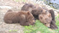 bb cubs!.jpg