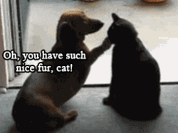 tumblr_msh6bm0Kw61rikt3no1_400.gif